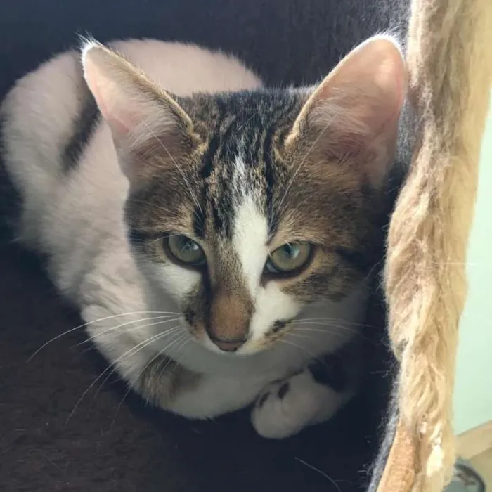 Gato ra a srd idade 2 a 6 meses nome Caju