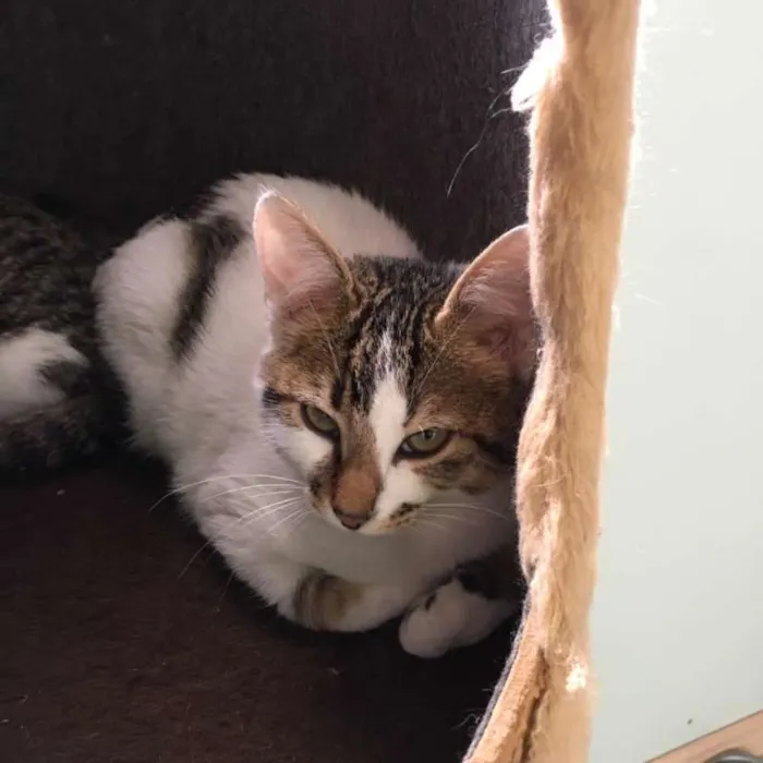 Gato ra a srd idade 2 a 6 meses nome Caju