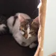 Caju