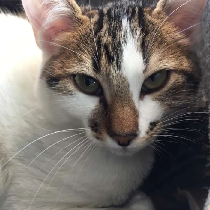 Gato ra a srd idade 2 a 6 meses nome Caju
