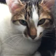 Caju