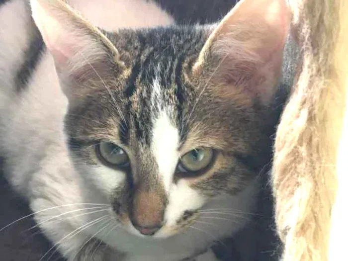 Gato ra a srd idade 2 a 6 meses nome Caju