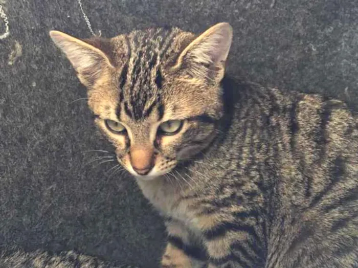 Gato ra a Srd idade 2 a 6 meses nome Caqui