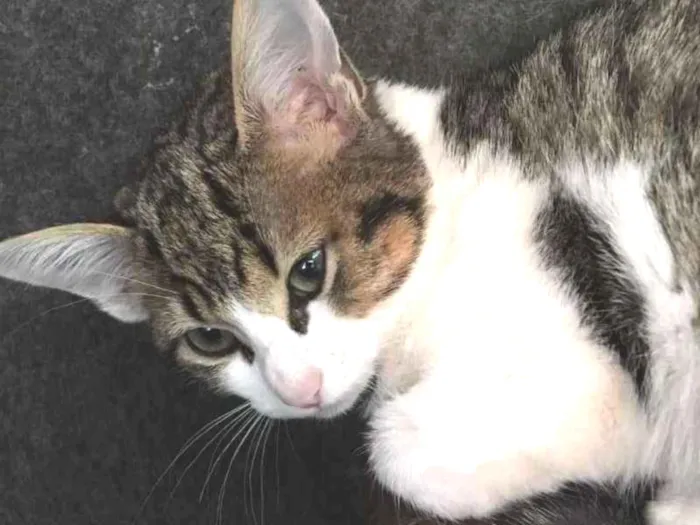 Gato ra a srd idade 2 a 6 meses nome Pitanga