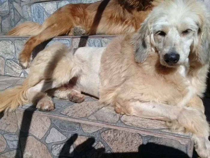 Cachorro ra a Poodle idade  nome Não possui nome