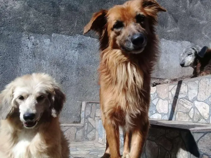 Cachorro ra a Vira lata idade  nome Nao possui nome