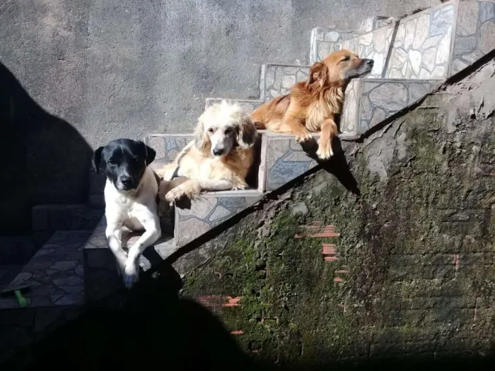 Cachorro ra a Vira lata idade  nome Nao possui nome