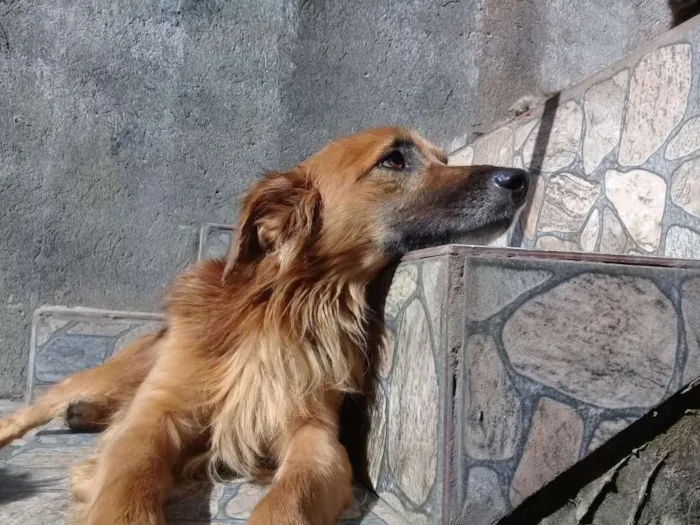 Cachorro ra a Vira lata idade  nome Nao possui nome