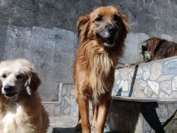Cachorro ra a Vira lata idade  nome Nao possui nome