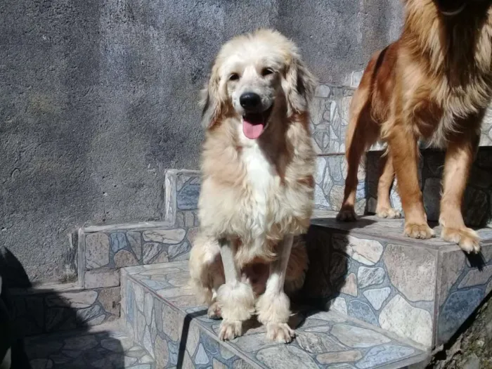 Cachorro ra a Vira lata idade  nome Nao possui nome