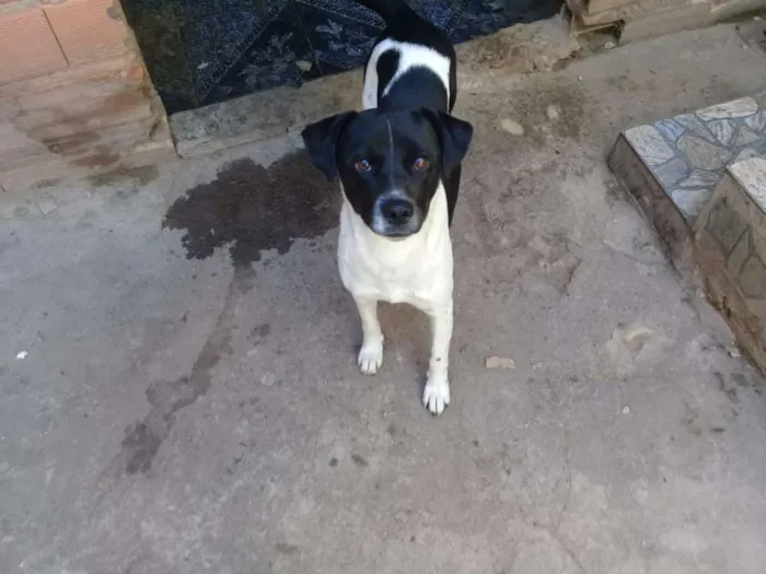 Cachorro ra a Vira lata idade  nome Nao possui nome