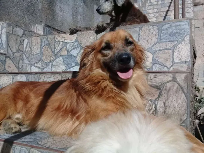 Cachorro ra a Vira lata idade  nome Nao possui nome