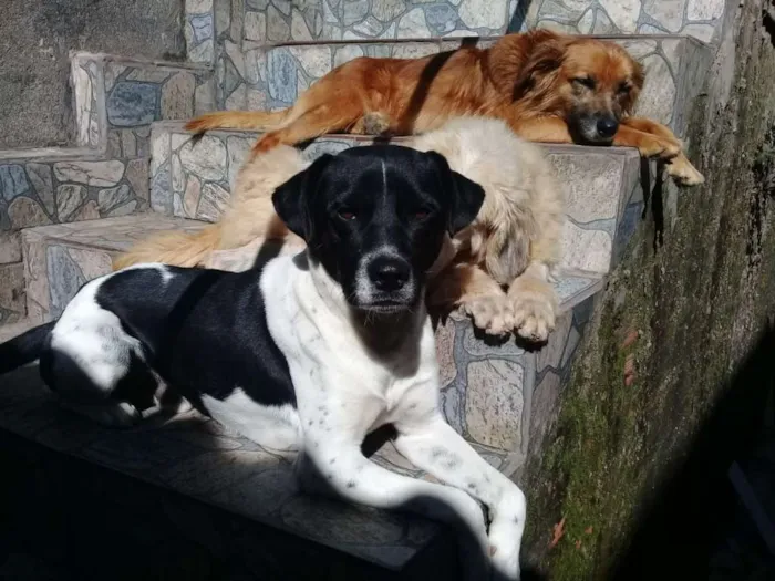 Cachorro ra a Vira lata idade  nome Nao possui nome