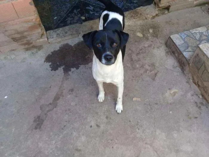 Cachorro ra a Vira lata idade  nome Nao possui nome