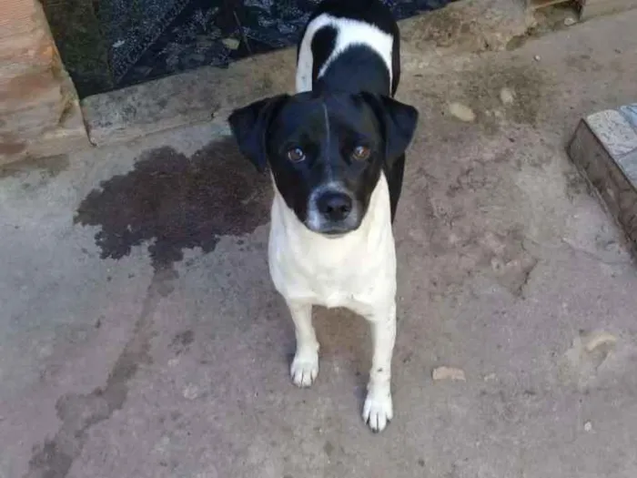 Cachorro ra a Vira lata idade  nome Nao possui nome