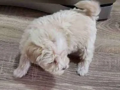 Cachorro ra a Lhasa Apso idade Abaixo de 2 meses nome Candinho