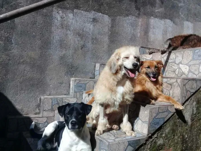 Cachorro ra a Vira lata idade  nome Nao possui nome