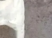 Cachorro ra a Vira lata idade  nome Nao possui nome