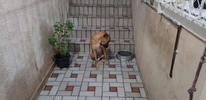 Cachorro ra a RND idade 2 anos nome ZEUS