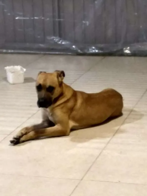 Cachorro ra a RND idade 2 anos nome ZEUS