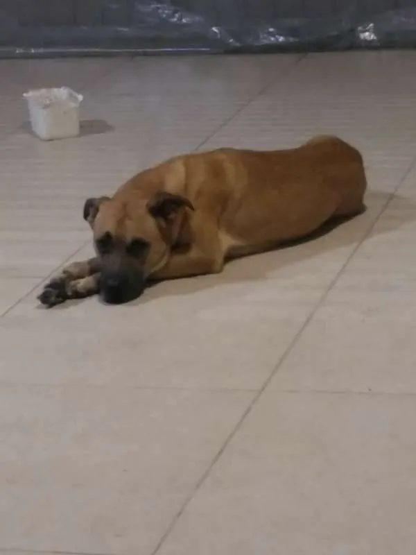 Cachorro ra a RND idade 2 anos nome ZEUS