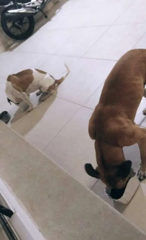 Cachorro ra a RND idade 2 anos nome ZEUS