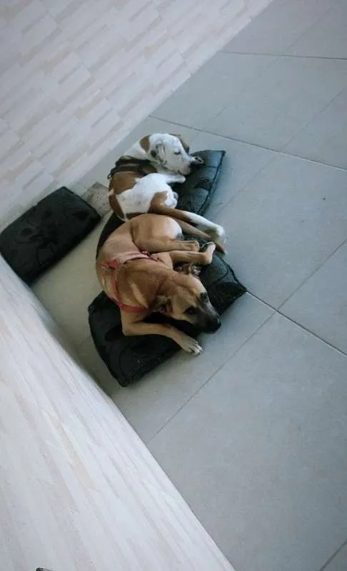 Cachorro ra a RND idade 2 anos nome ZEUS