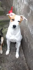 Pipoca