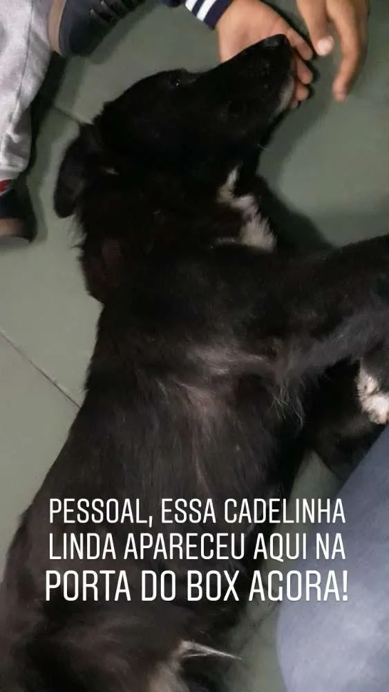 Cachorro ra a SRD (mas parece Boder Collie) idade 2 anos nome FRAN