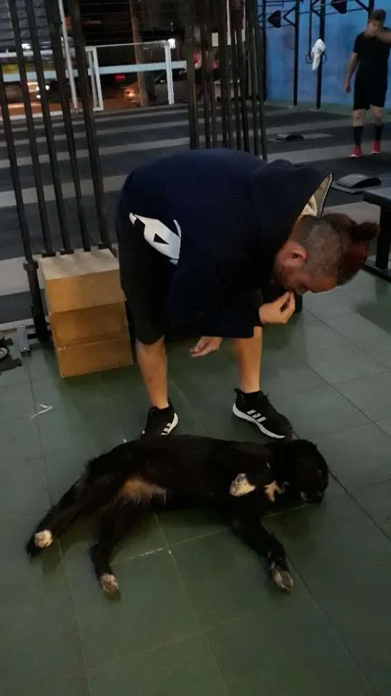 Cachorro ra a SRD (mas parece Boder Collie) idade 2 anos nome FRAN