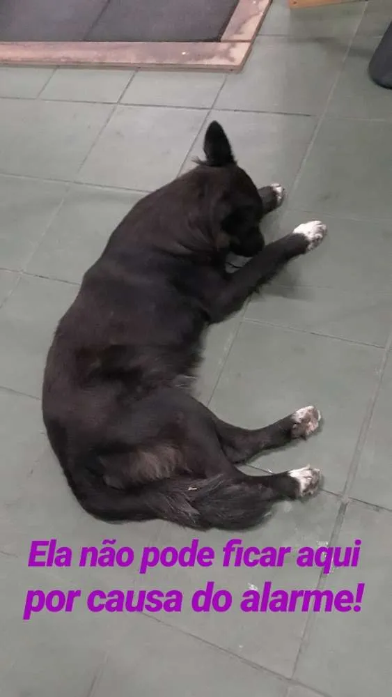 Cachorro ra a SRD (mas parece Boder Collie) idade 2 anos nome FRAN