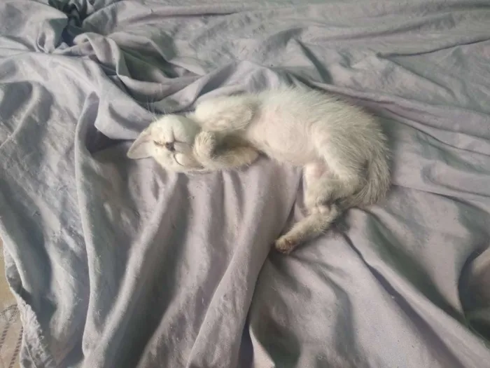 Gato ra a Siamês idade 2 a 6 meses nome Ainda sem nome