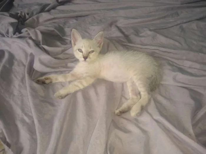 Gato ra a Siamês idade 2 a 6 meses nome Ainda sem nome