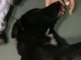 FRAN