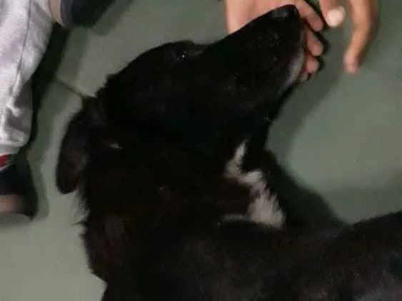 Cachorro ra a SRD (mas parece Boder Collie) idade 2 anos nome FRAN