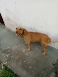 Tchaca