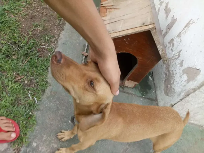 Cachorro ra a Salcichinha/bacet idade 3 anos nome Tchaca