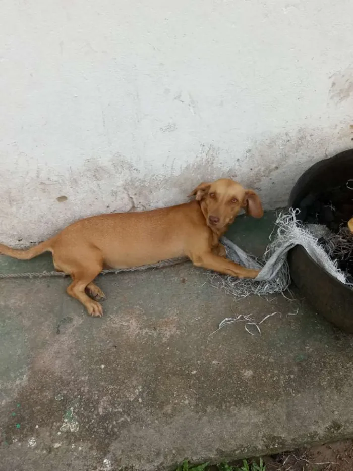 Cachorro ra a Salcichinha/bacet idade 3 anos nome Tchaca