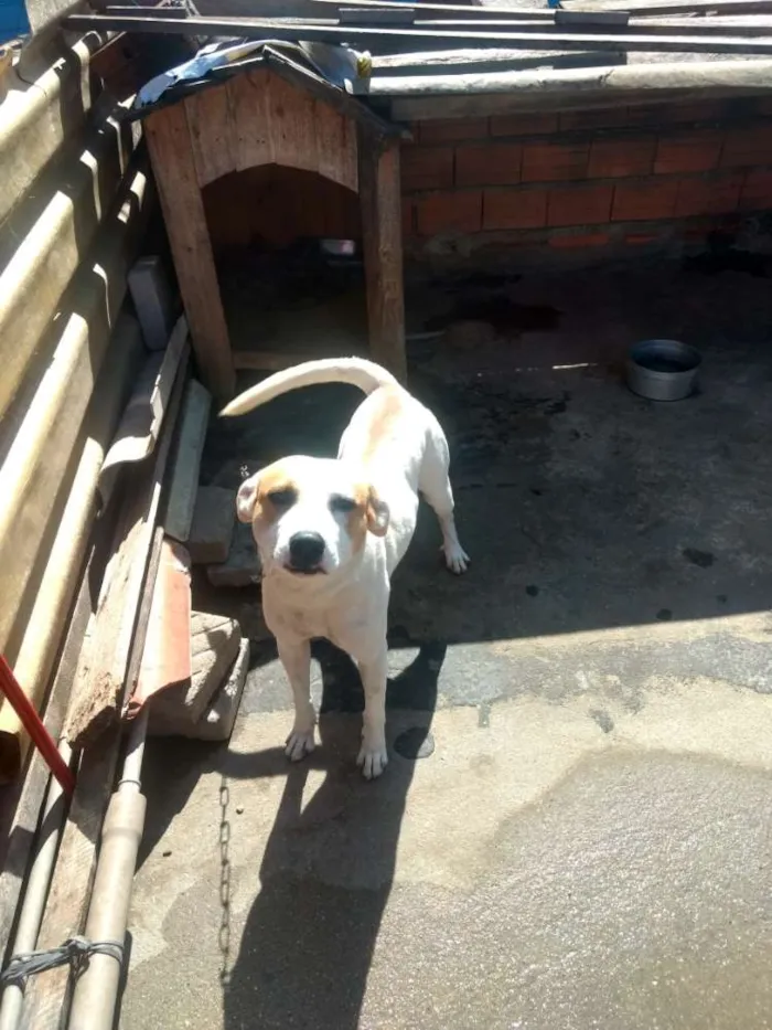 Cachorro ra a Sem raça definida idade 3 anos nome Pipoca