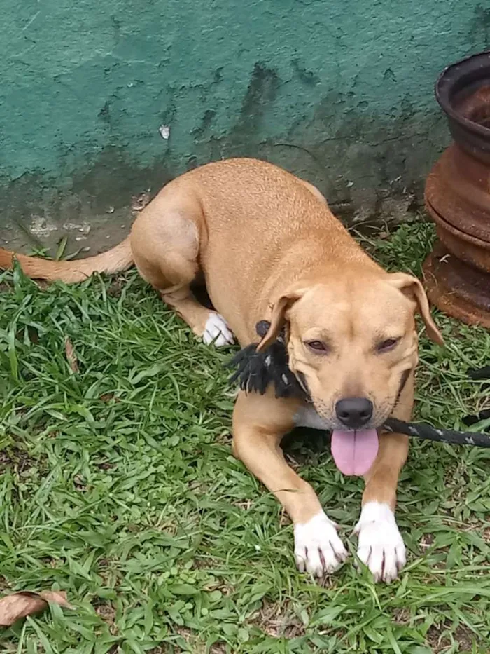 Cachorro ra a Mestiça com pitbull idade 1 ano nome Lupita