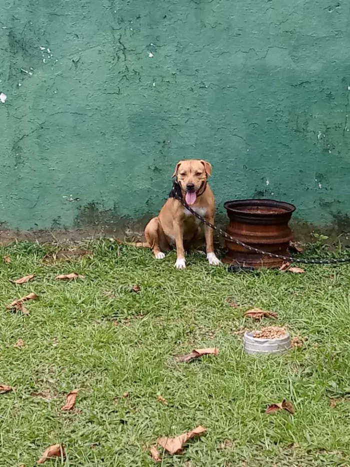 Cachorro ra a Mestiça com pitbull idade 1 ano nome Lupita