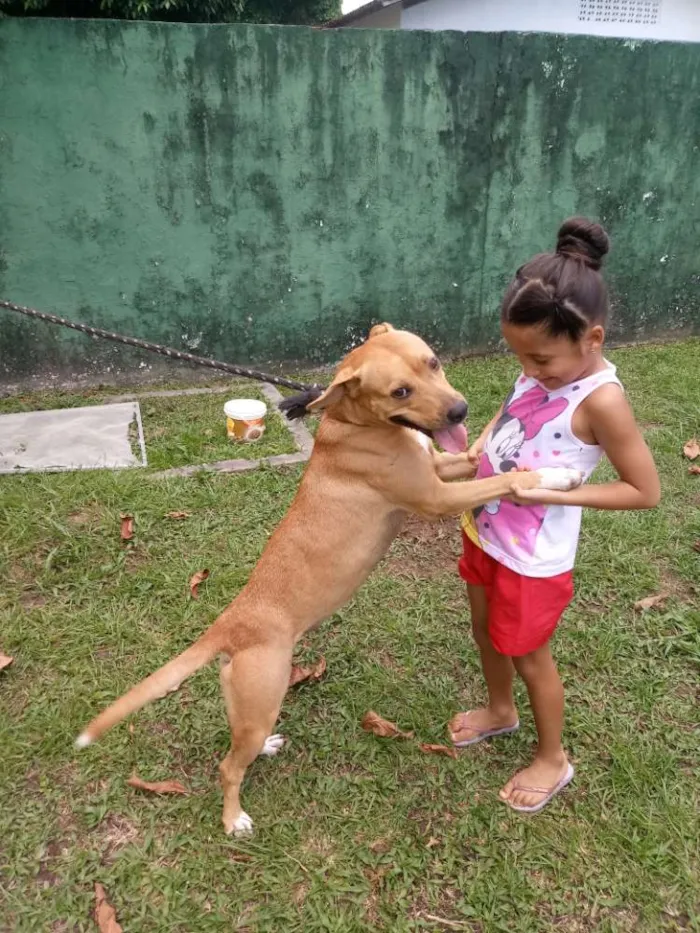 Cachorro ra a Mestiça com pitbull idade 1 ano nome Lupita