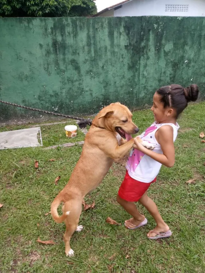 Cachorro ra a Mestiça com pitbull idade 1 ano nome Lupita