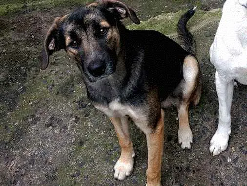Cachorro ra a Sem raça definida idade 3 anos nome Arthur