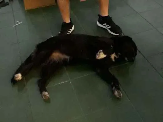Cachorro ra a SRD (mas parece Boder Collie) idade 2 anos nome FRAN
