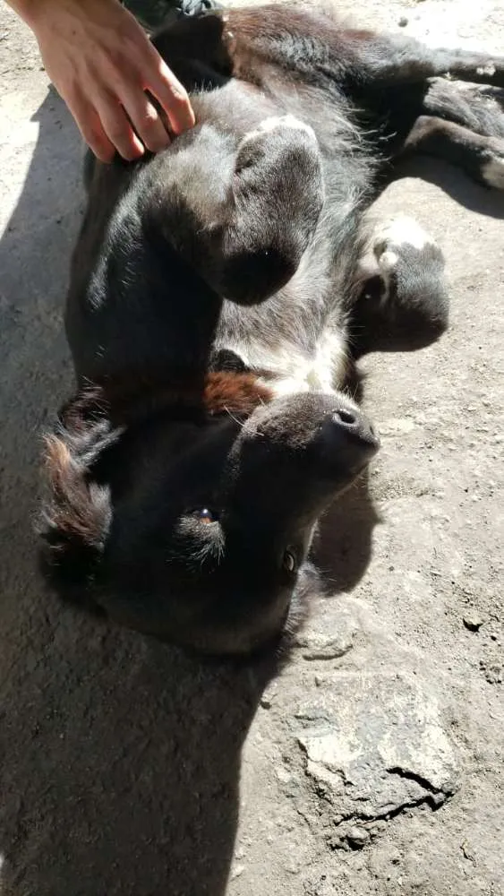 Cachorro ra a SRD (mas parece Boder Collie) idade 2 anos nome FRAN