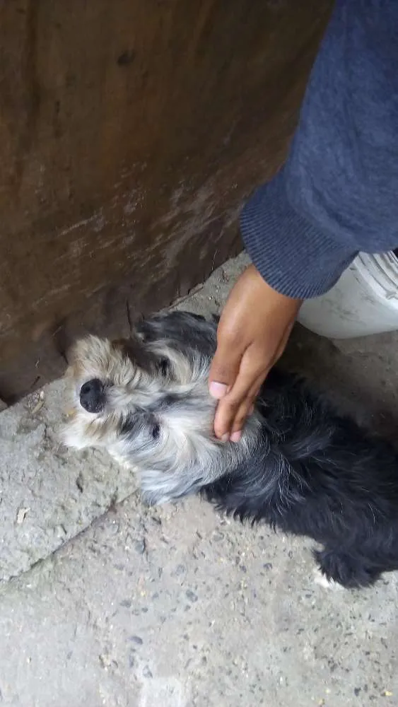 Cachorro ra a Não sei idade 6 ou mais anos nome Princesa