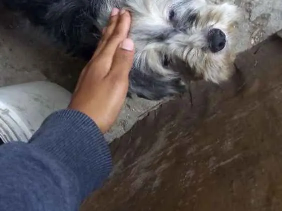 Cachorro ra a Não sei idade 6 ou mais anos nome Princesa