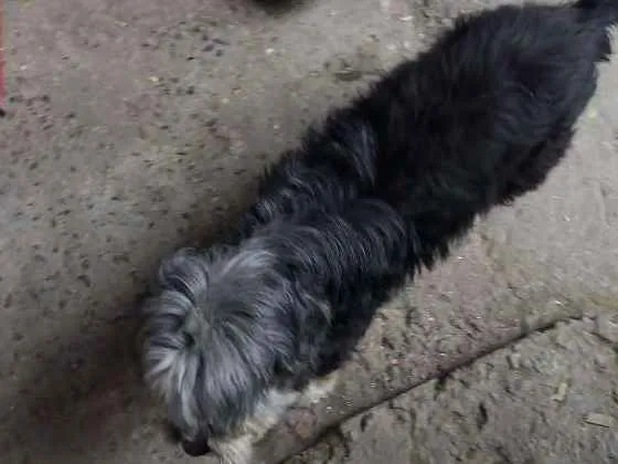 Cachorro ra a Não sei idade 6 ou mais anos nome Princesa