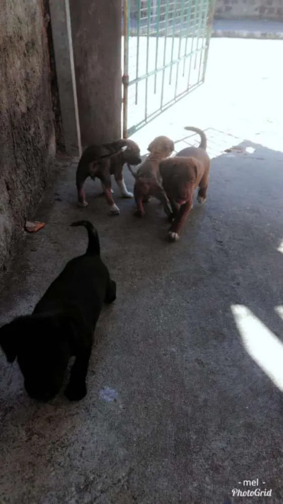 Cachorro raça Srd idade Abaixo de 2 meses nome Sem nomes